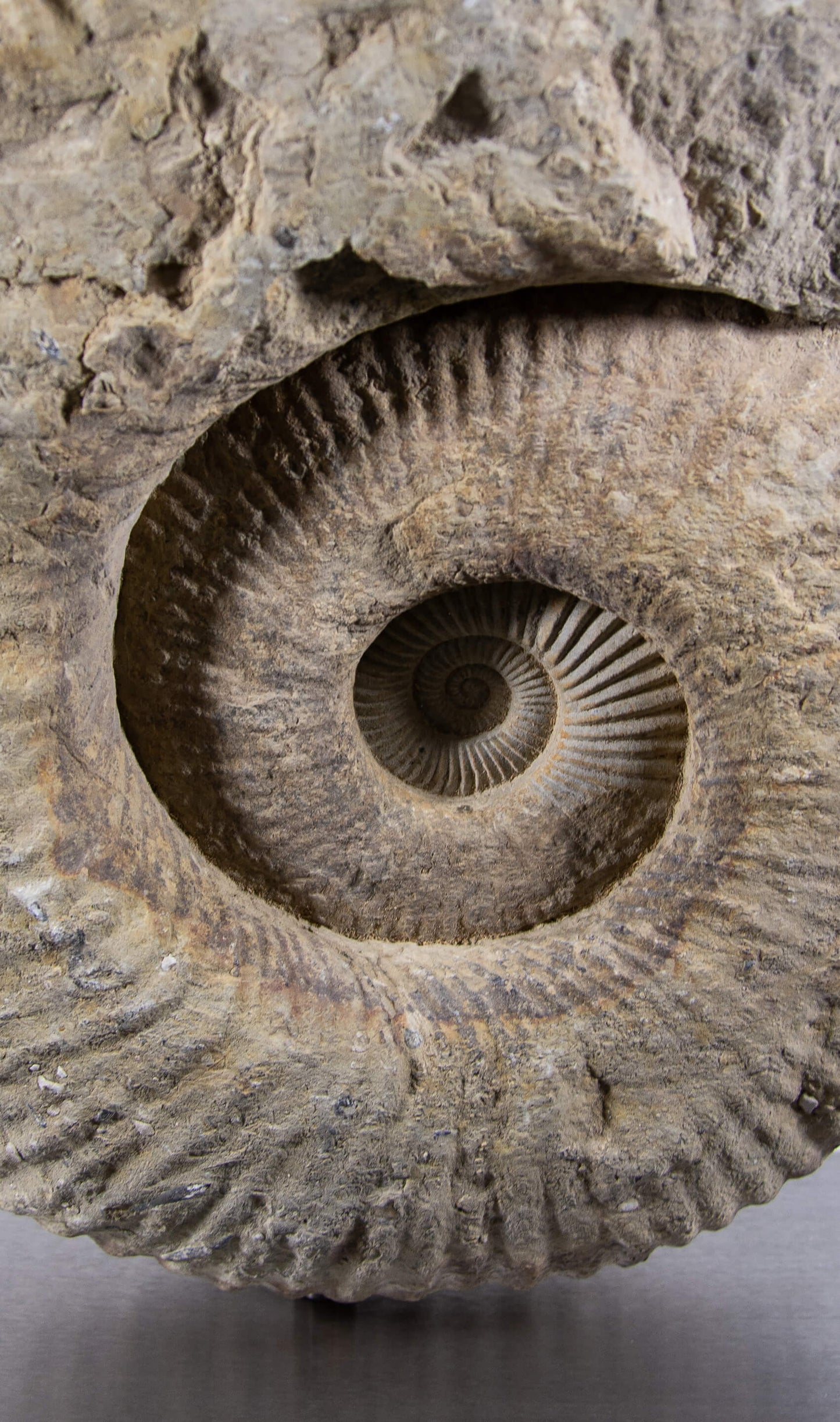 Mantelliceras Ammonite on Steel 488mm