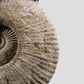 Mantelliceras Ammonite on Steel 488mm