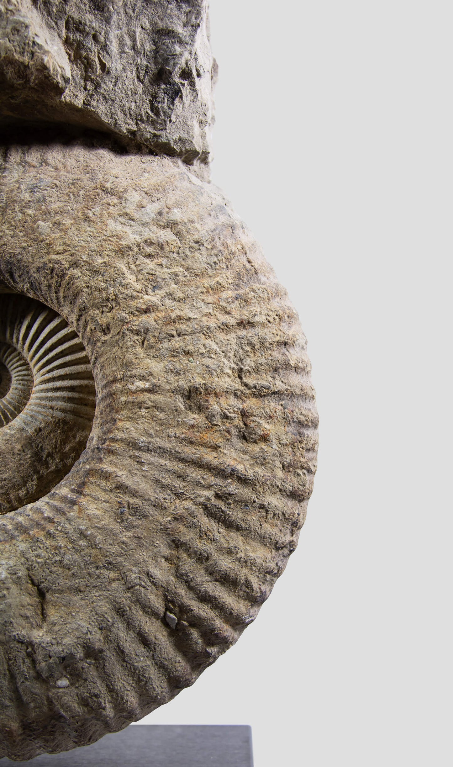 Mantelliceras Ammonite on Steel 488mm