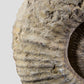 Mantelliceras Ammonite on Steel 488mm