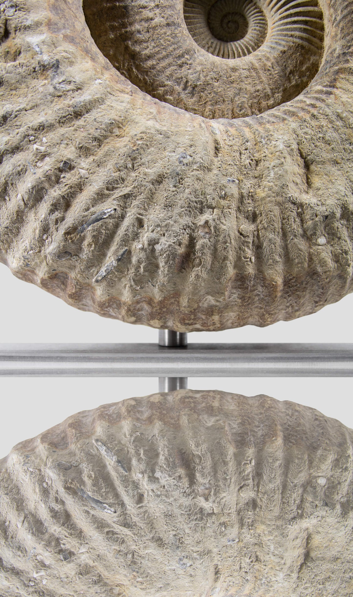 Mantelliceras Ammonite on Steel 488mm