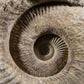 Mantelliceras Ammonite on Steel 488mm