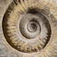 Mantelliceras Ammonite on Steel 465mm