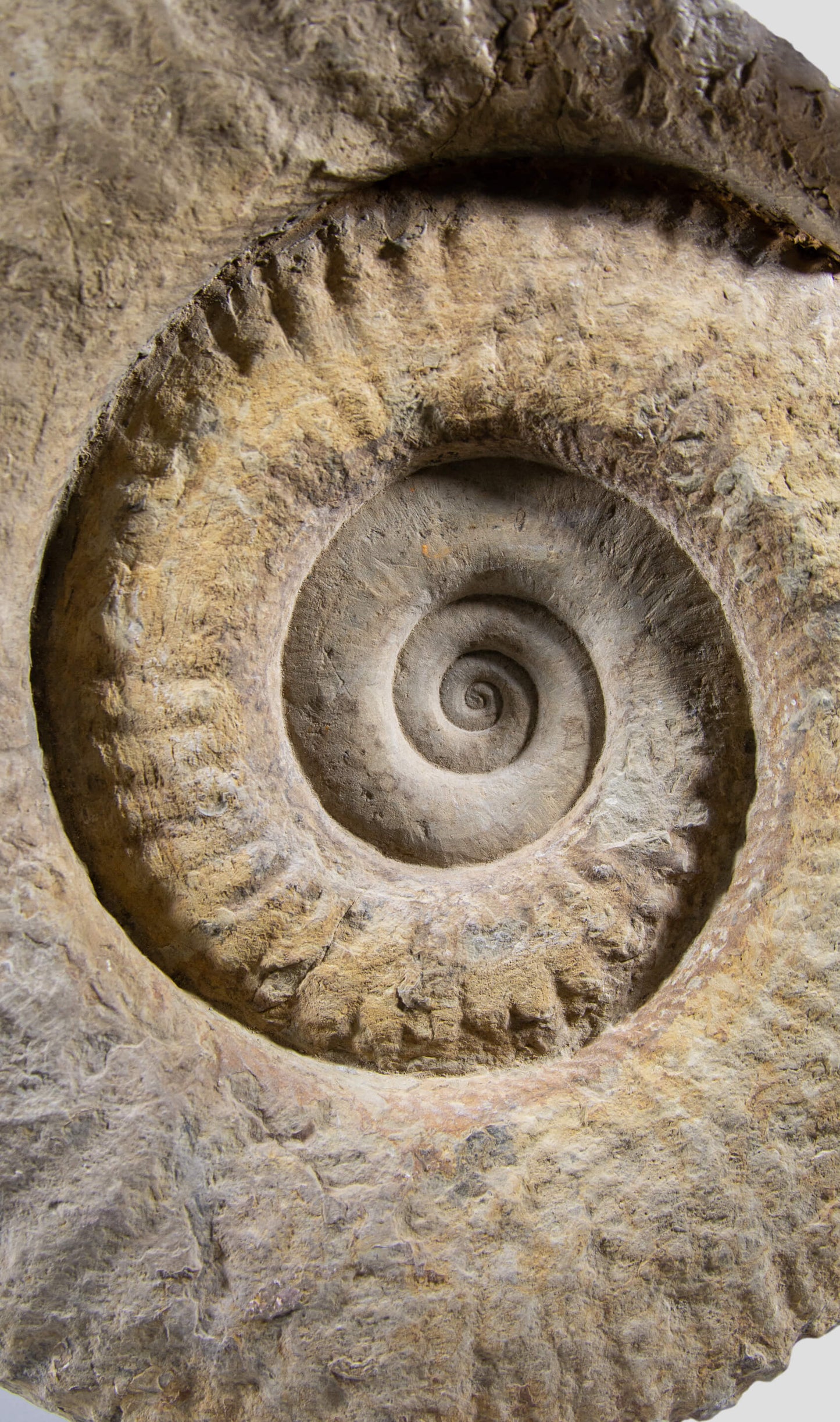 Mantelliceras Ammonite on Steel 465mm