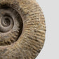 Mantelliceras Ammonite on Steel 465mm