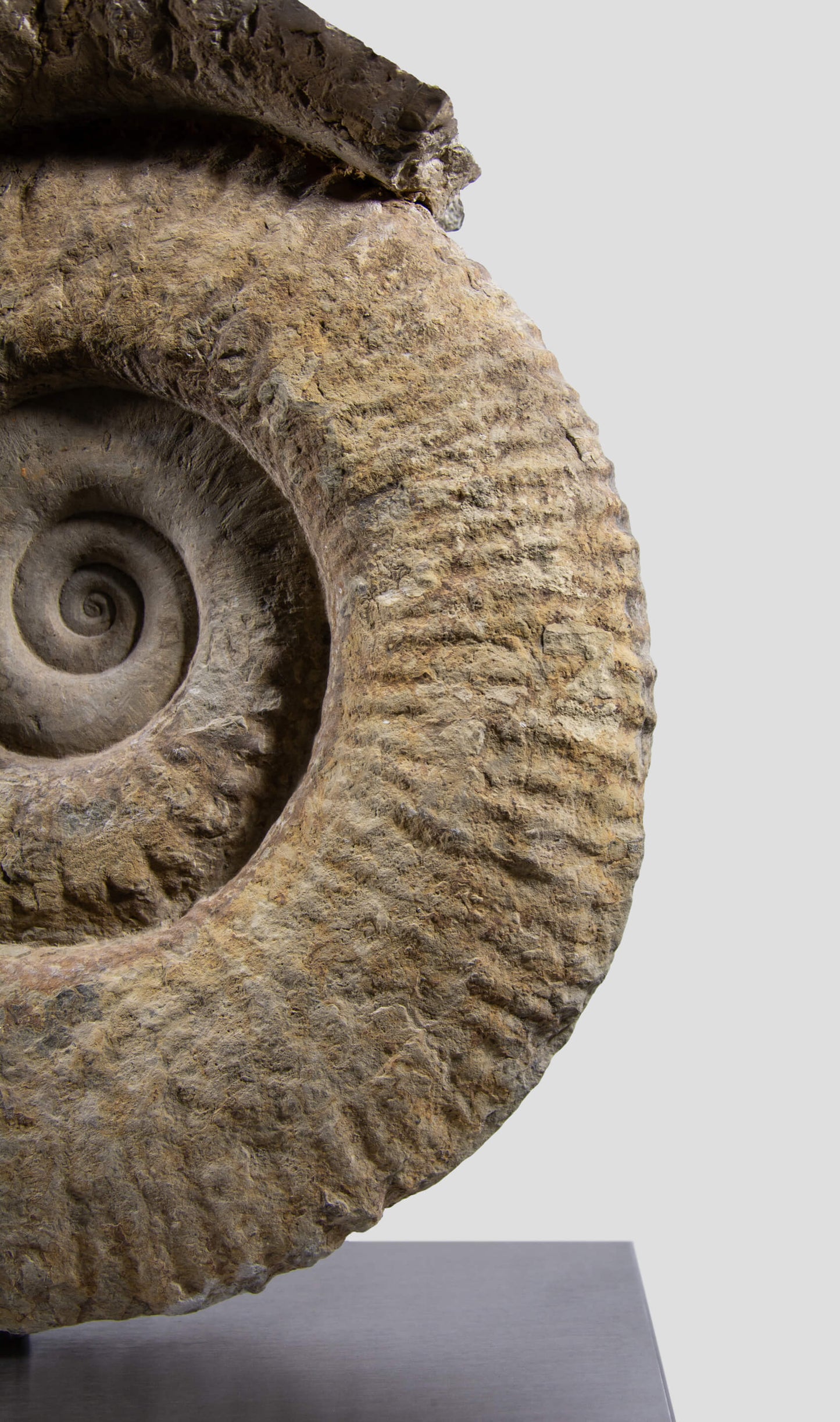 Mantelliceras Ammonite on Steel 465mm