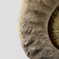 Mantelliceras Ammonite on Steel 465mm