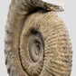 Mantelliceras Ammonite on Steel 465mm