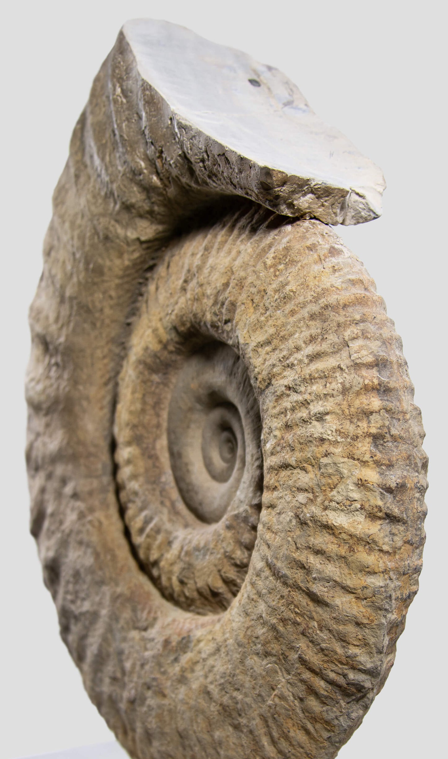 Mantelliceras Ammonite on Steel 465mm