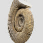 Mantelliceras Ammonite on Steel 465mm