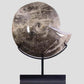 Hoplitoides Wohltmanni Ammonite 382mm on bronze stand