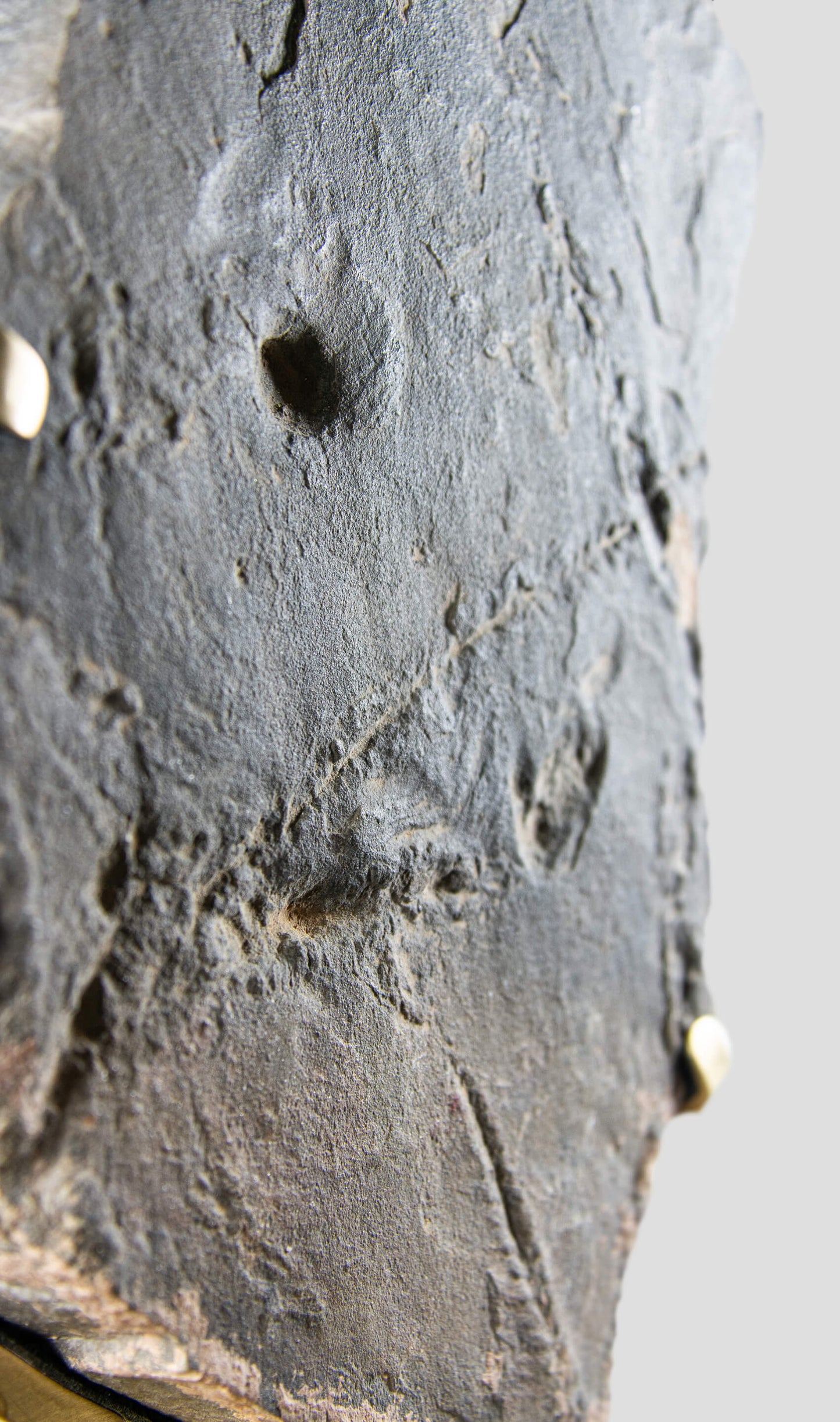 Trilobite Traces In Brass Stand [RARE]