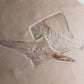 Fossil Ray Fish Rhinobatos Hakelensis & Sawfish Libanopritis Hiram 1M