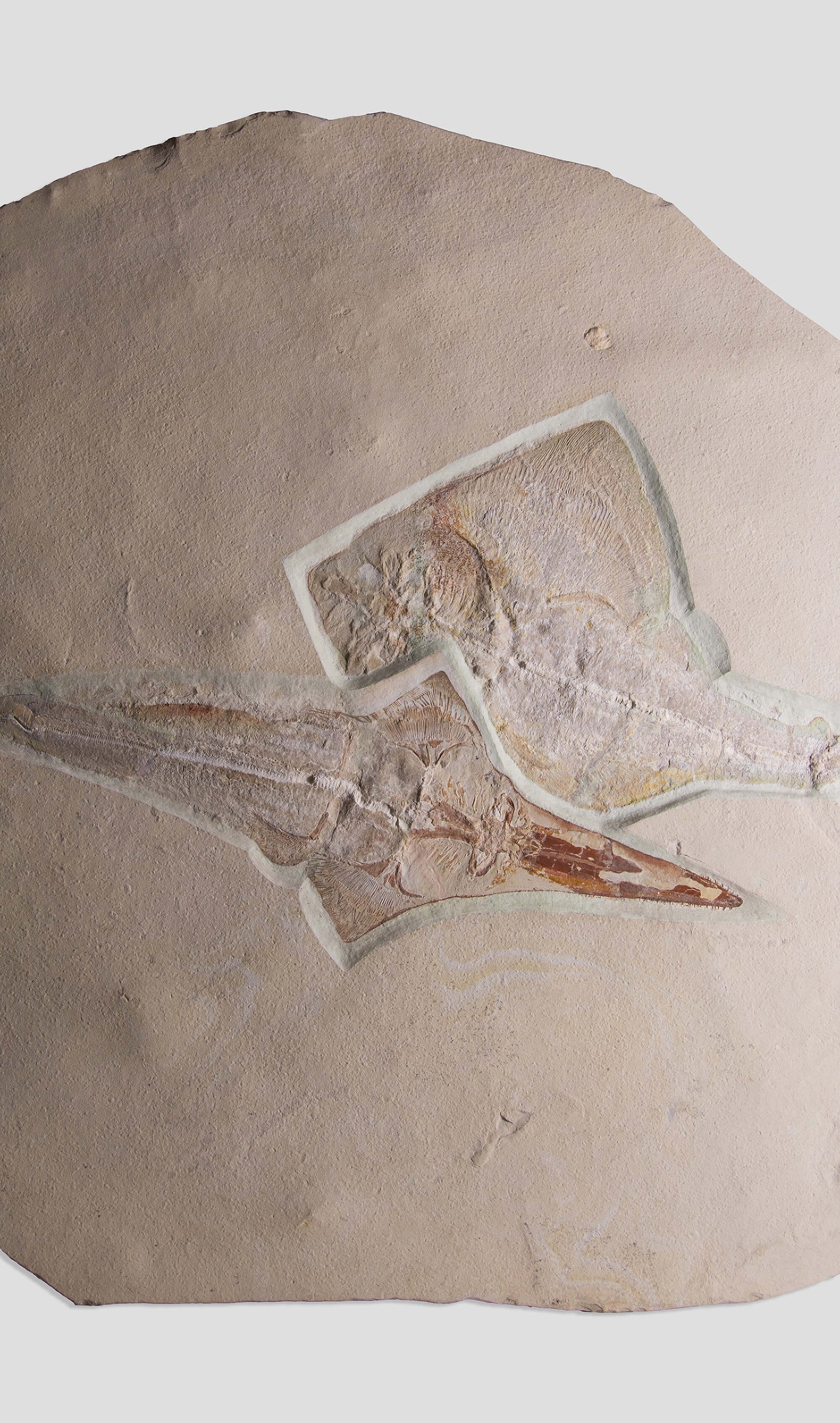 Fossil Ray Fish Rhinobatos Hakelensis & Sawfish Libanopritis Hiram 1M