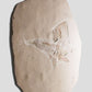 Fossil Ray Fish Rhinobatos Hakelensis & Sawfish Libanopritis Hiram 1M