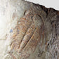 Paradoxides Acadoparadoxides Trilobite Slab 1.2M