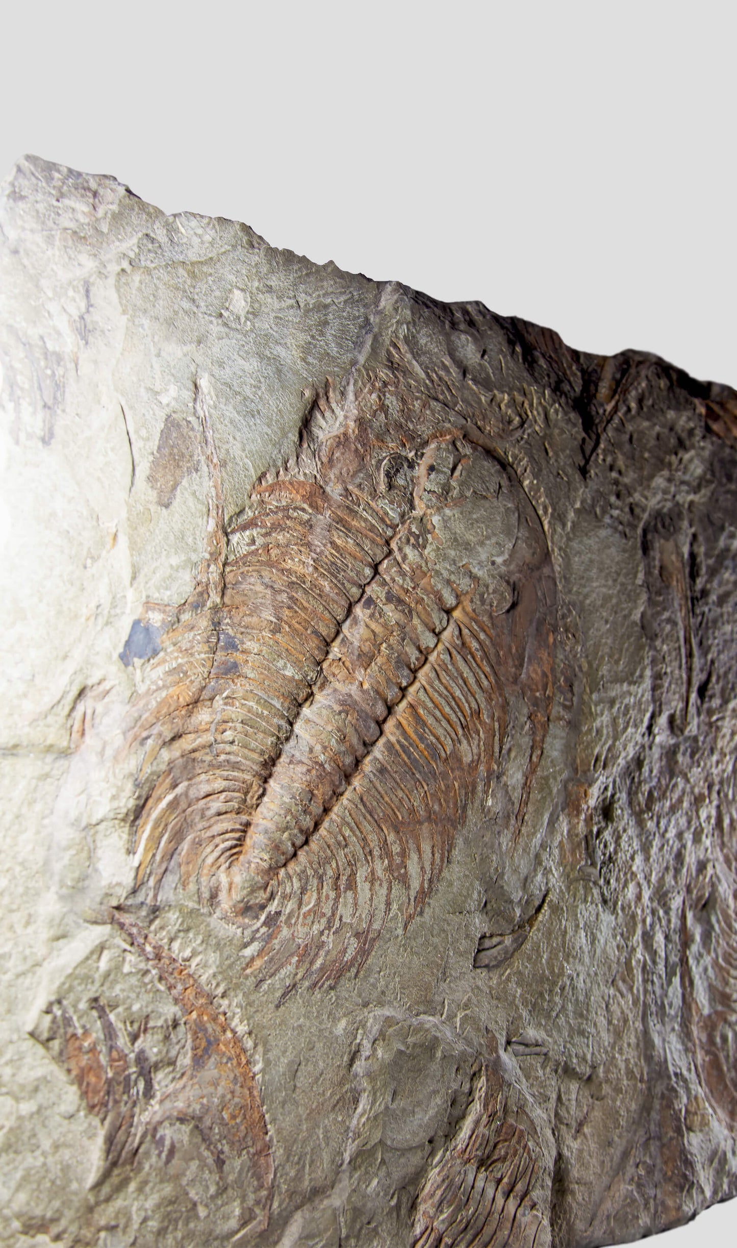 Paradoxides Acadoparadoxides Trilobite Slab 1.2M