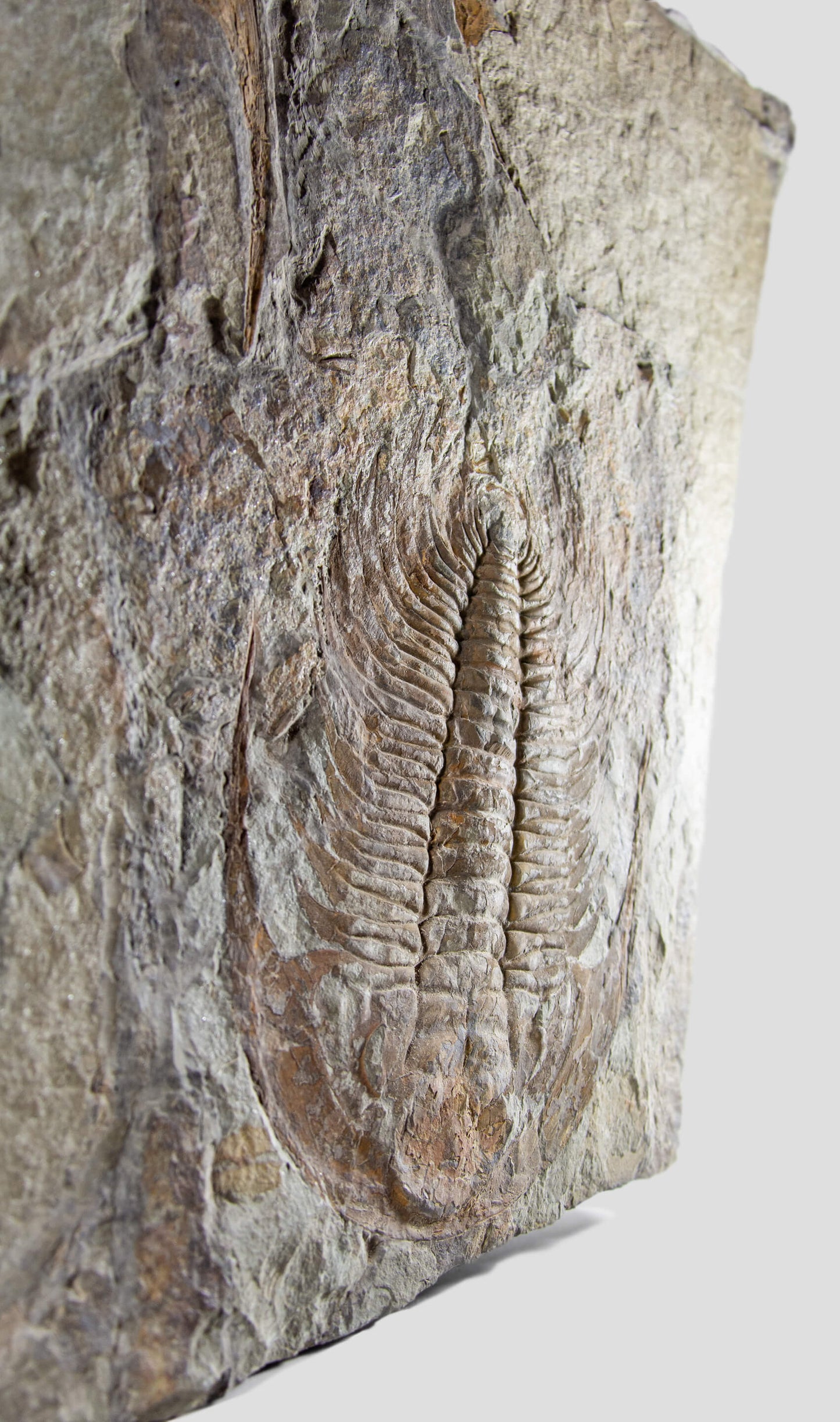 Paradoxides Acadoparadoxides Trilobite Slab 1.2M