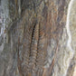 Paradoxides Acadoparadoxides Trilobite Slab 1.2M