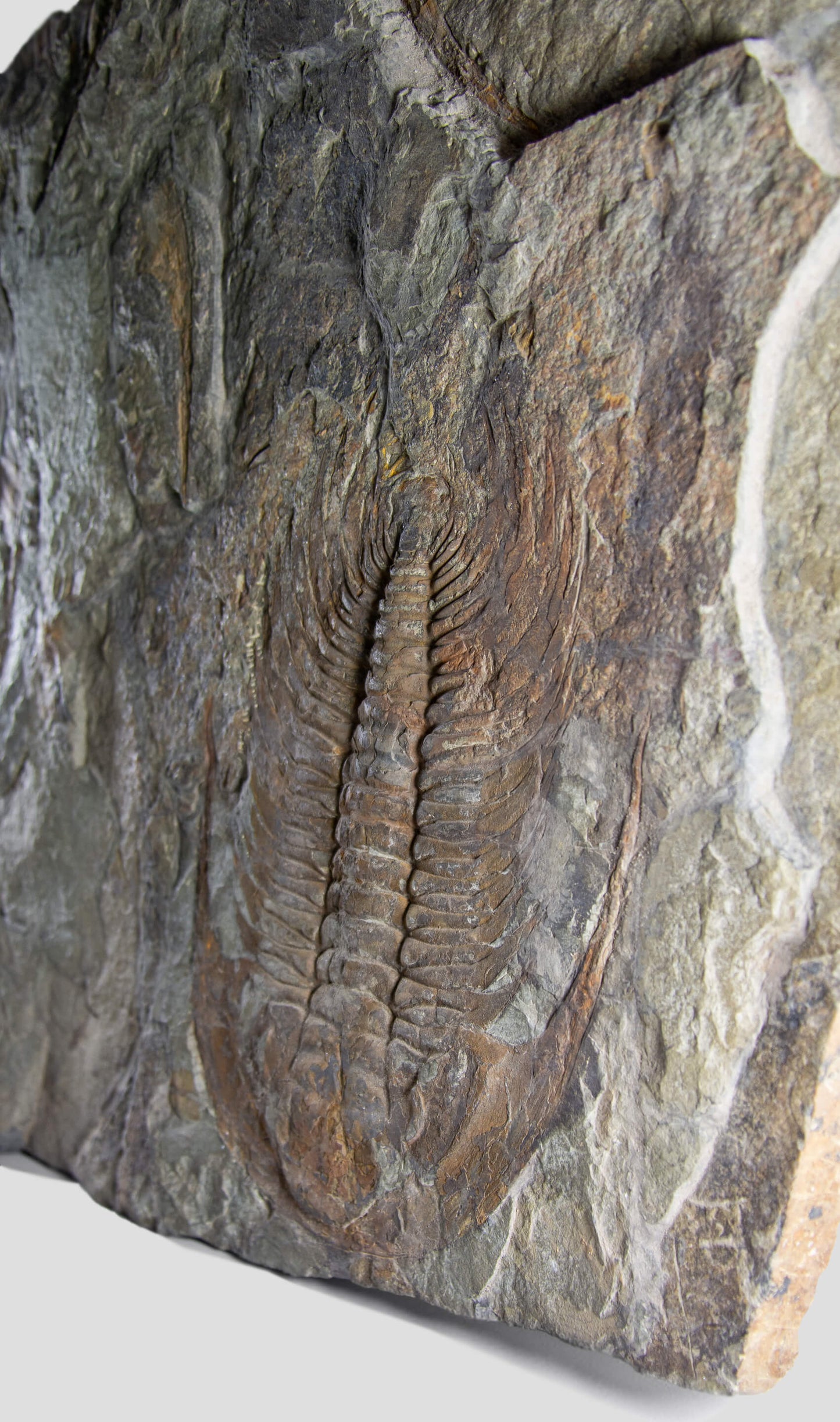 Paradoxides Acadoparadoxides Trilobite Slab 1.2M