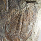 Paradoxides Acadoparadoxides Trilobite Slab 1.2M