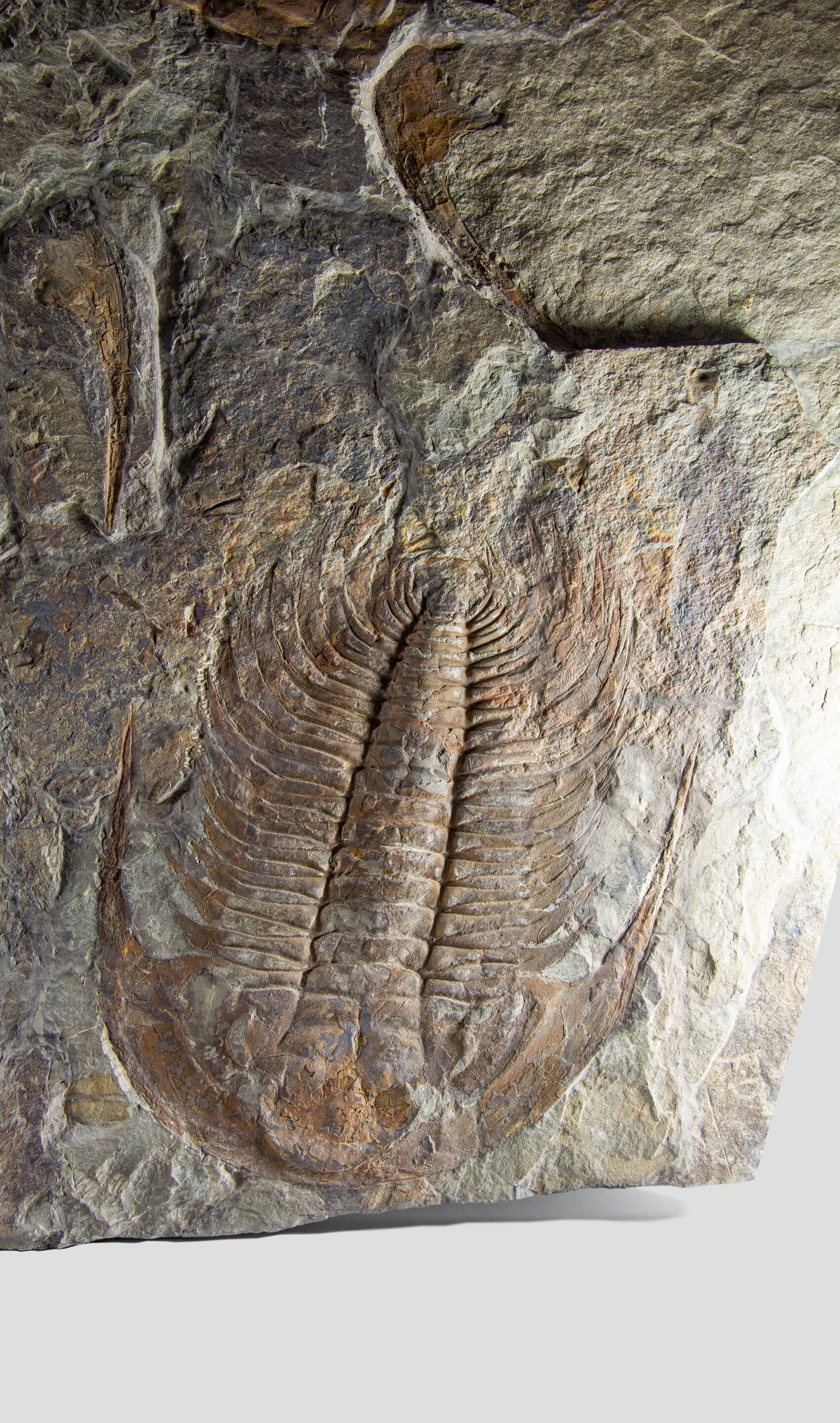 Paradoxides Acadoparadoxides Trilobite Slab 1.2M