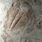 Paradoxides Acadoparadoxides Trilobite Slab 1.2M