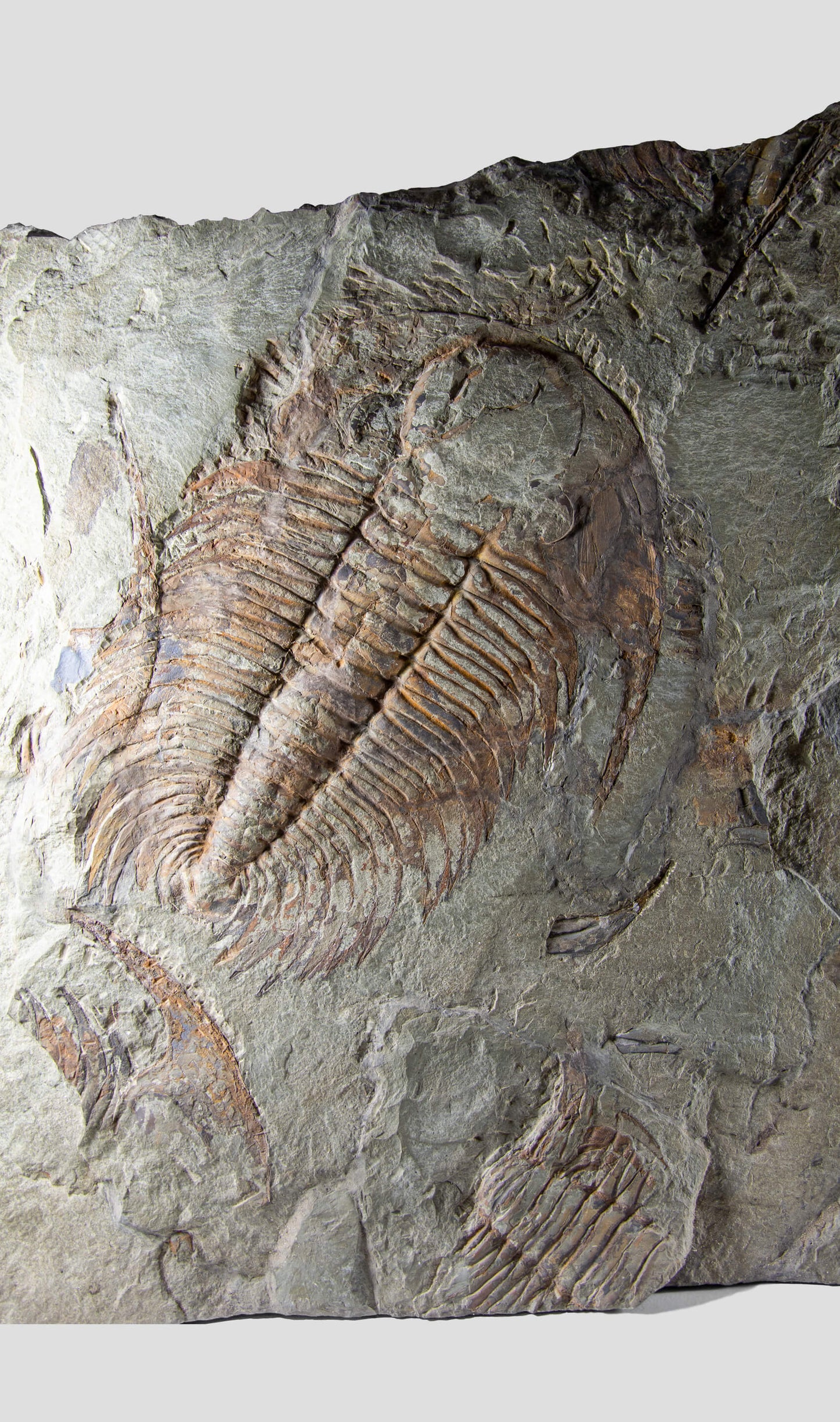 Paradoxides Acadoparadoxides Trilobite Slab 1.2M