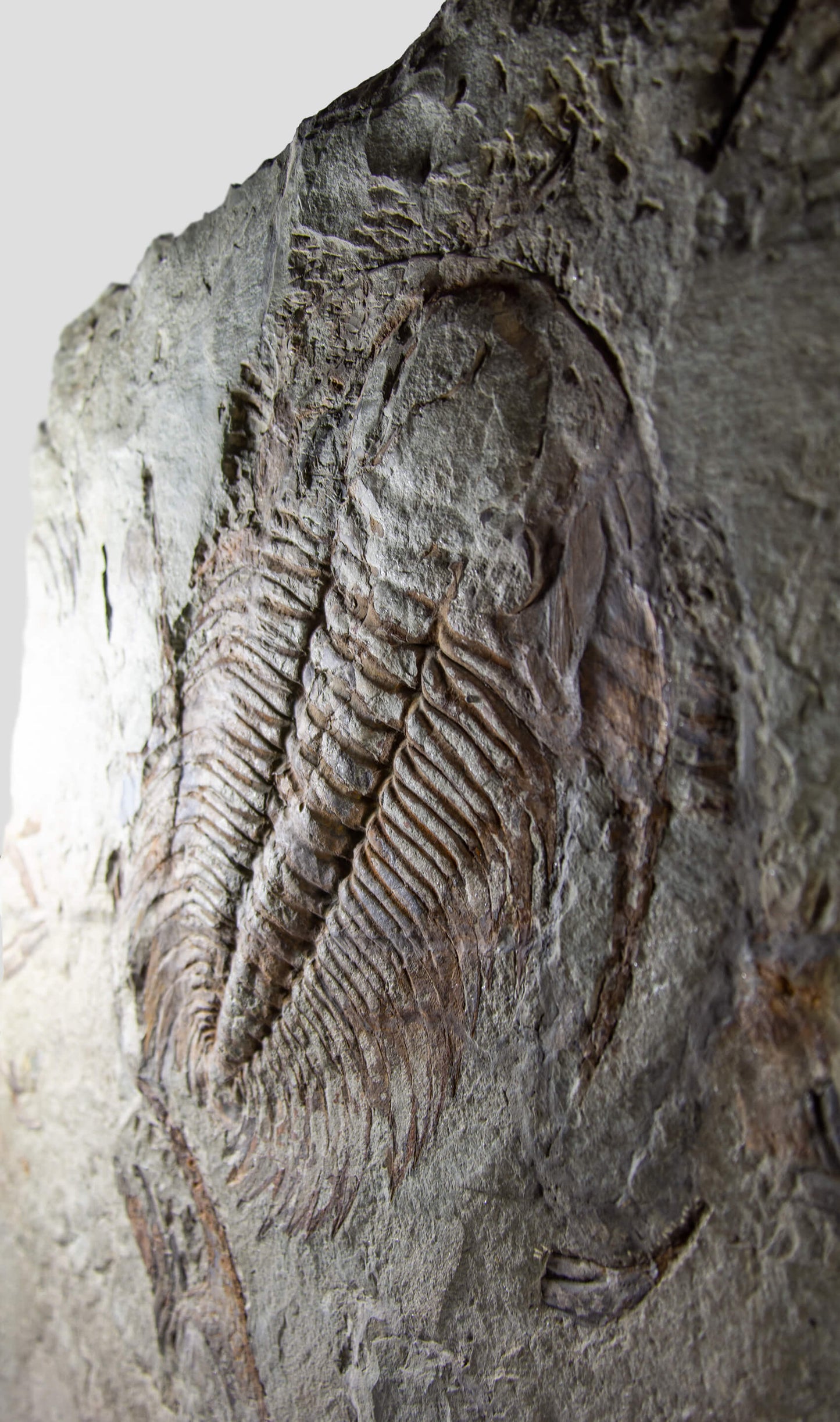 Paradoxides Acadoparadoxides Trilobite Slab 1.2M