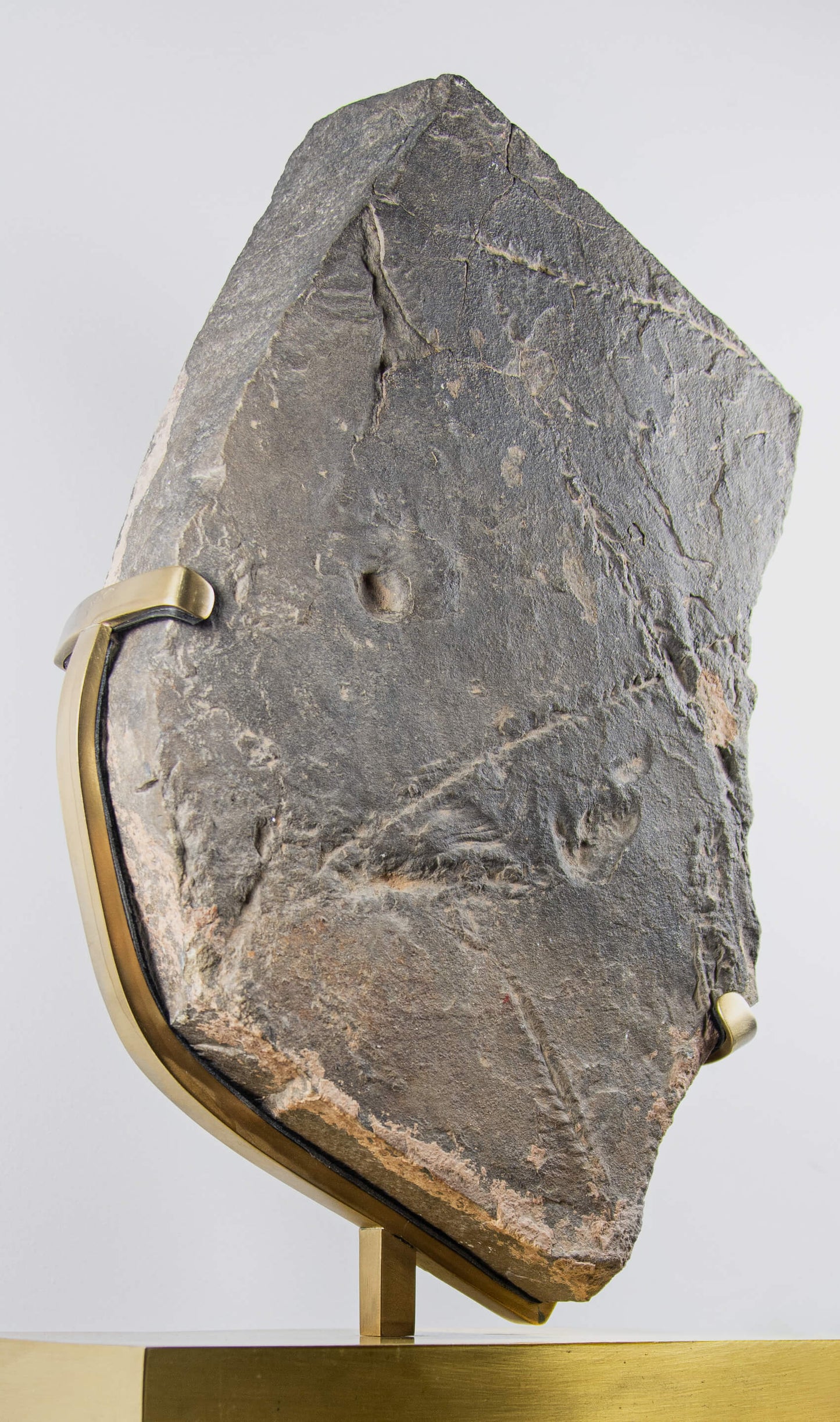 Trilobite Traces In Brass Stand [RARE]