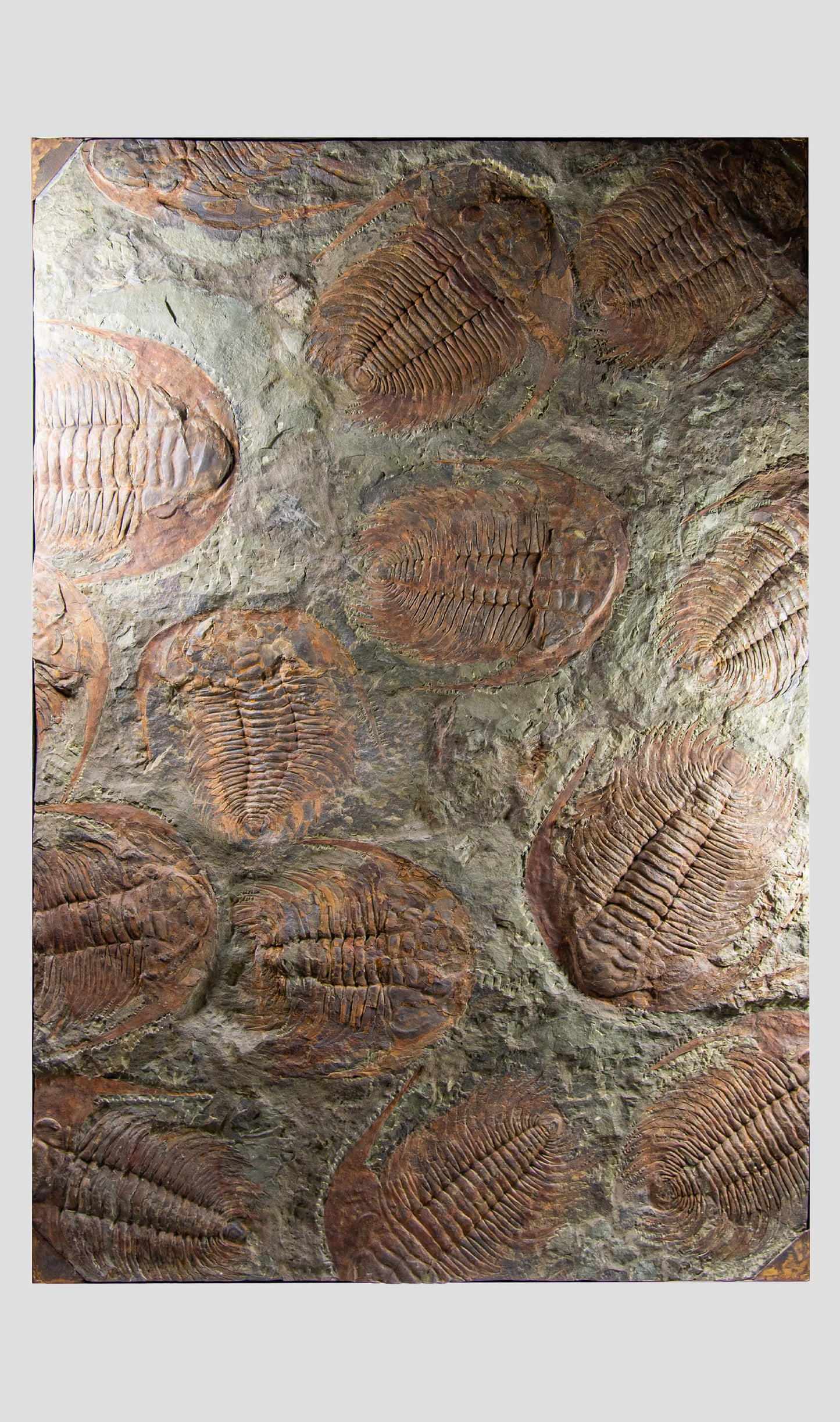 SOLD: Paradoxides Acadoparadoxides Trilobites 1.3M [RARE]