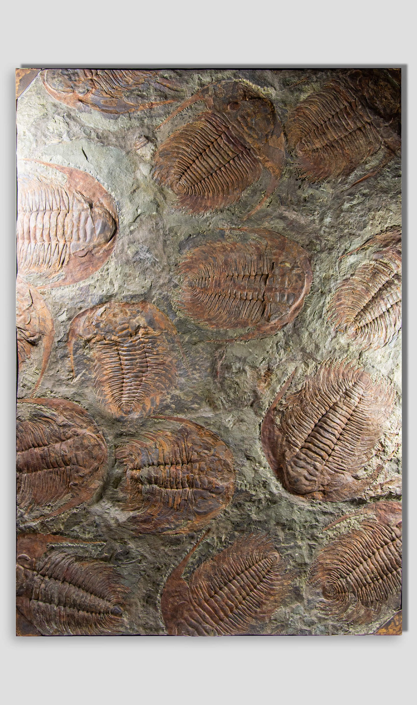 SOLD: Paradoxides Acadoparadoxides Trilobites 1.3M [RARE]