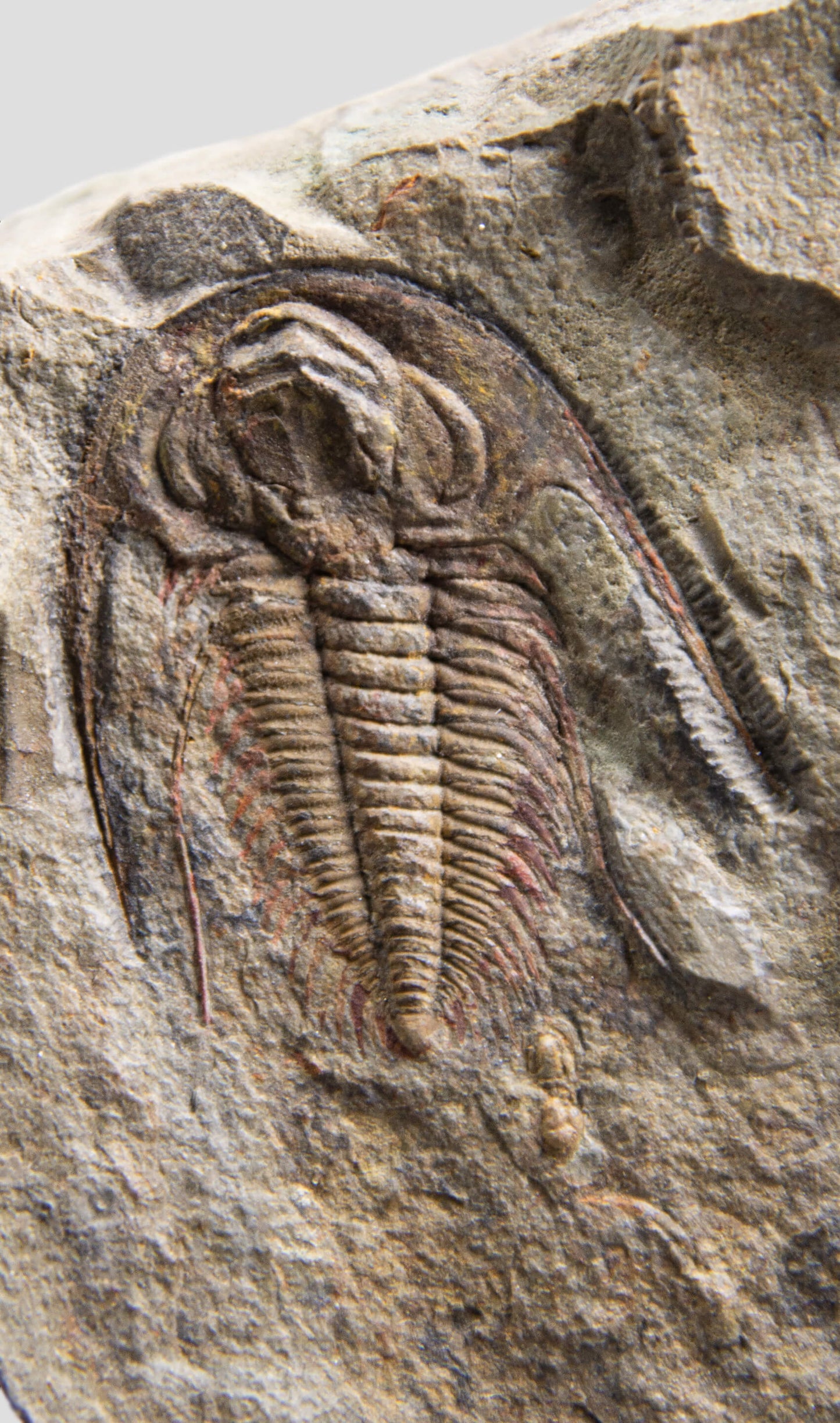 Acadoparadoxides Pampalius Trilobite in Bronze Stand [RARE] 125mm