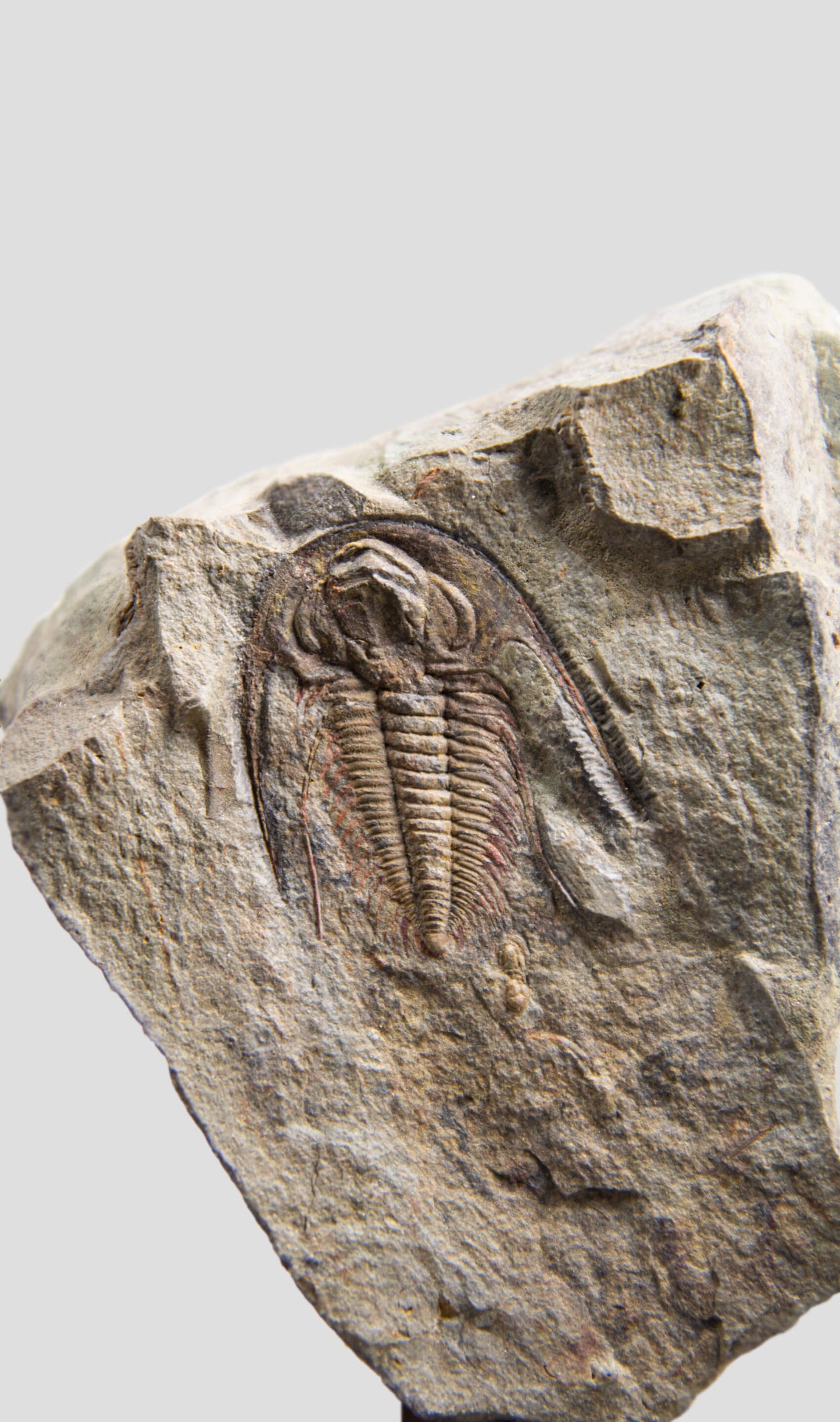 Acadoparadoxides Pampalius Trilobite in Bronze Stand [RARE] 125mm