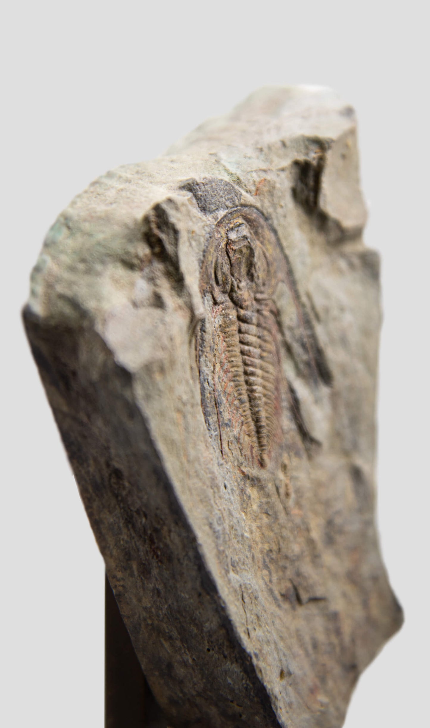 Acadoparadoxides Pampalius Trilobite in Bronze Stand [RARE] 125mm