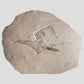 Fossil Ray Fish Rhinobatos Hakelensis & Sawfish Libanopritis Hiram 1M