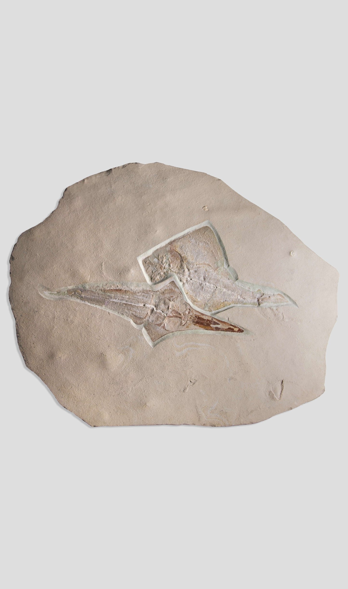 Fossil Ray Fish Rhinobatos Hakelensis & Sawfish Libanopritis Hiram 1M