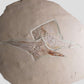 Fossil Ray Fish Rhinobatos Hakelensis & Sawfish Libanopritis Hiram 1M