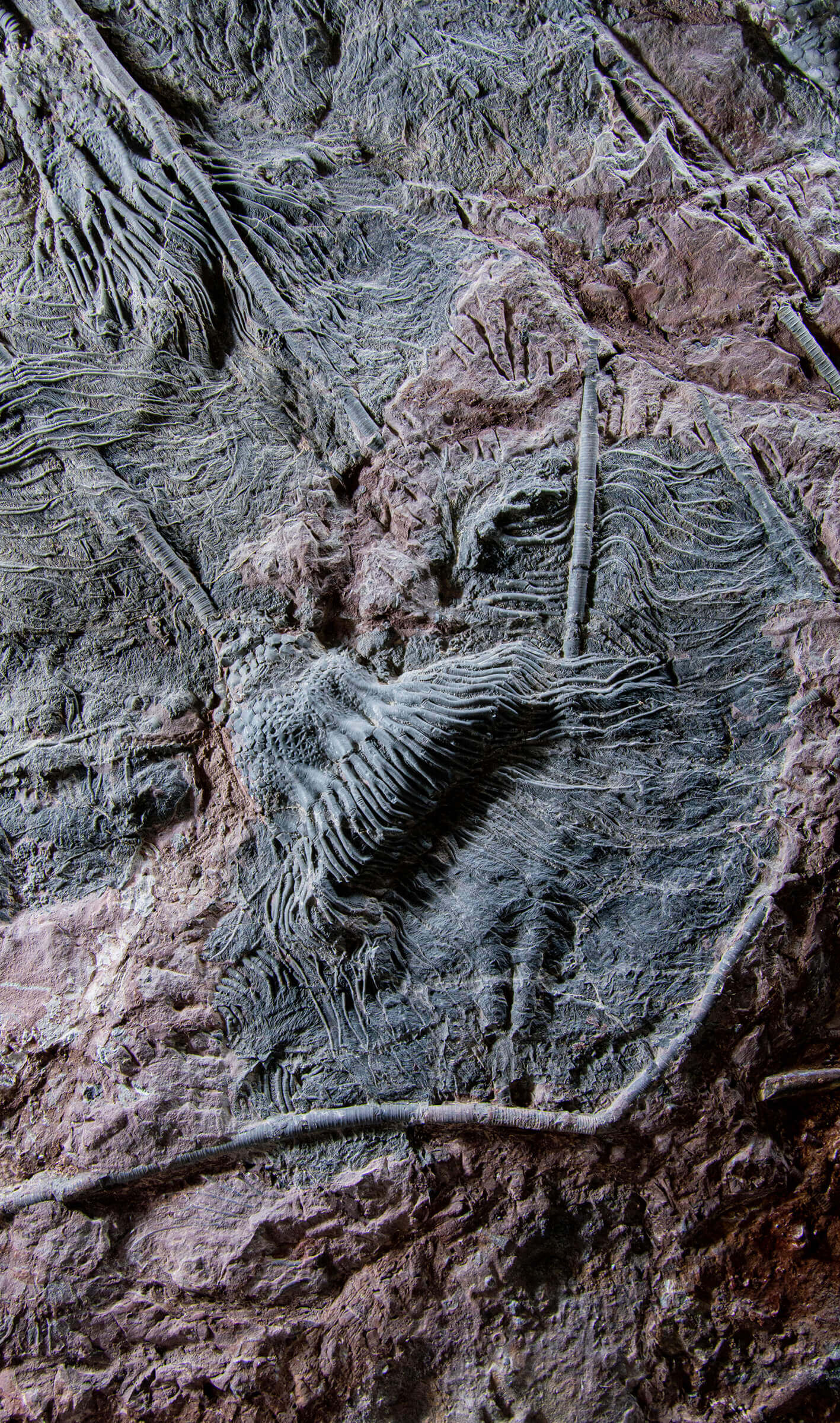 Fossil lily crinoid seabed plate measuring two meters tall plus