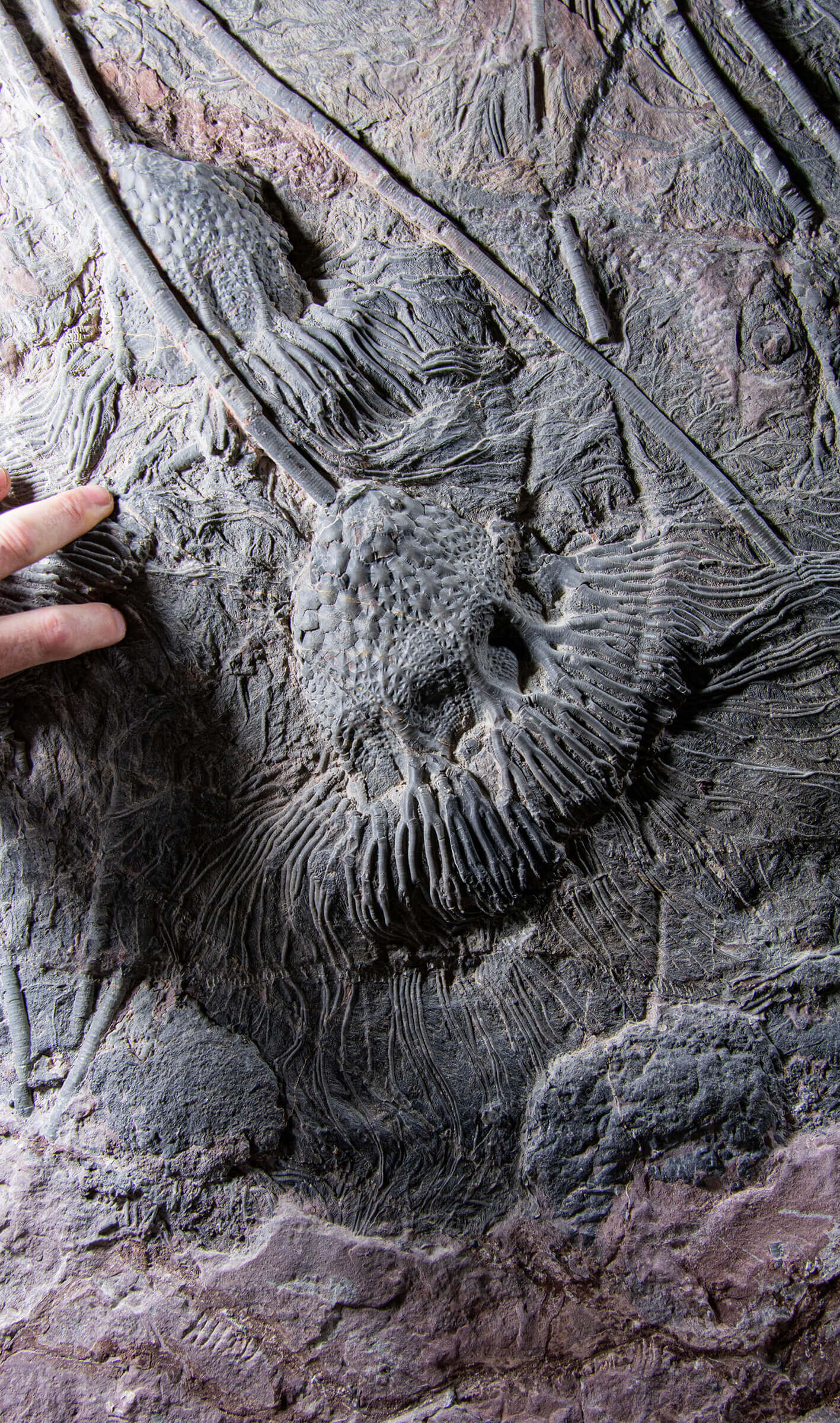 Fossil lily crinoid seabed plate measuring two meters tall plus