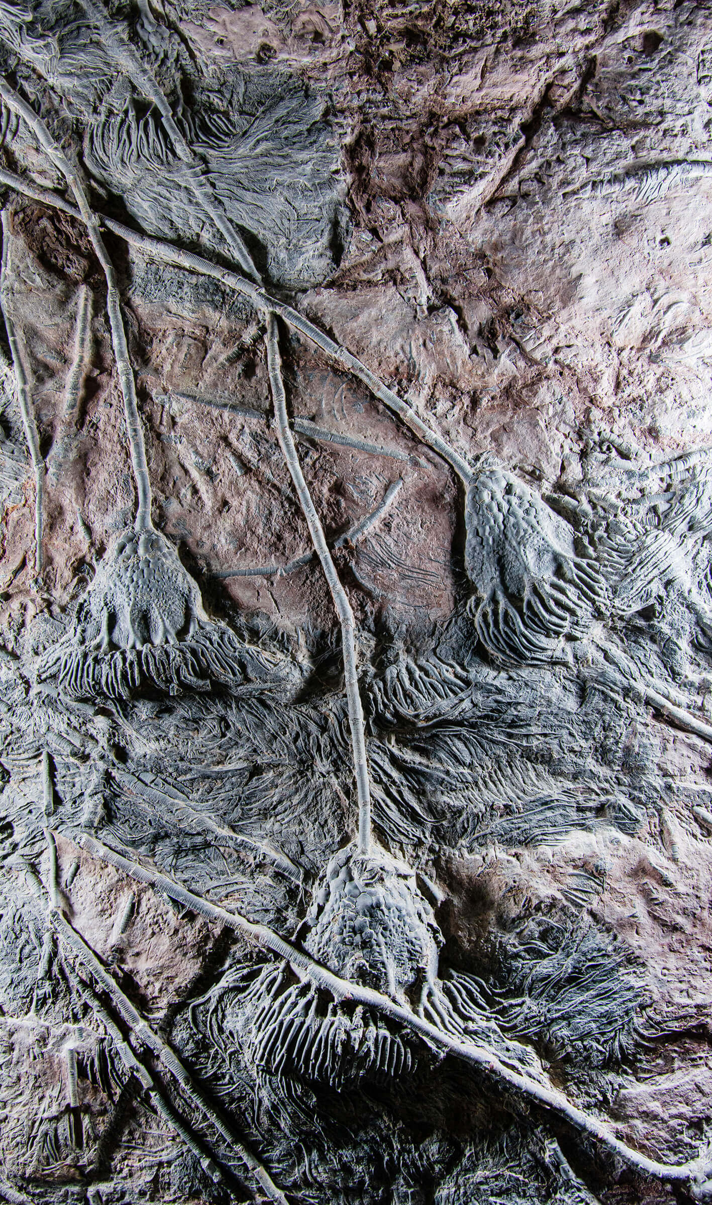 Fossil lily crinoid seabed plate measuring two meters tall plus