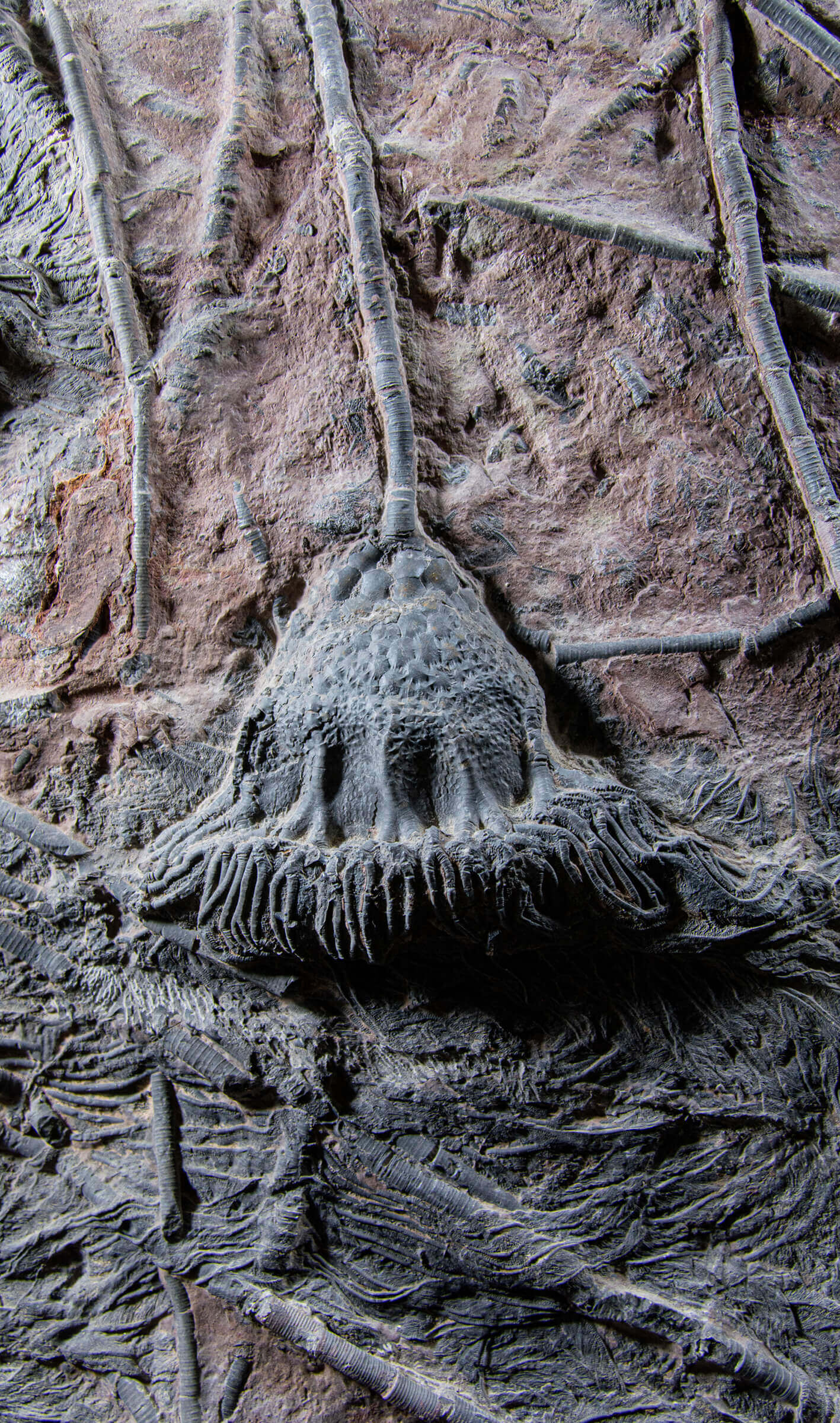 Fossil lily crinoid seabed plate measuring two meters tall plus