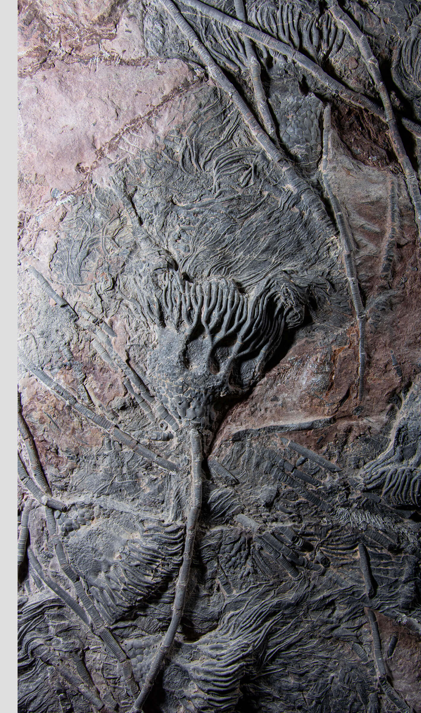 Fossil lily crinoid seabed plate measuring two meters tall plus