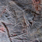 Fossil lily crinoid seabed plate measuring two meters tall plus