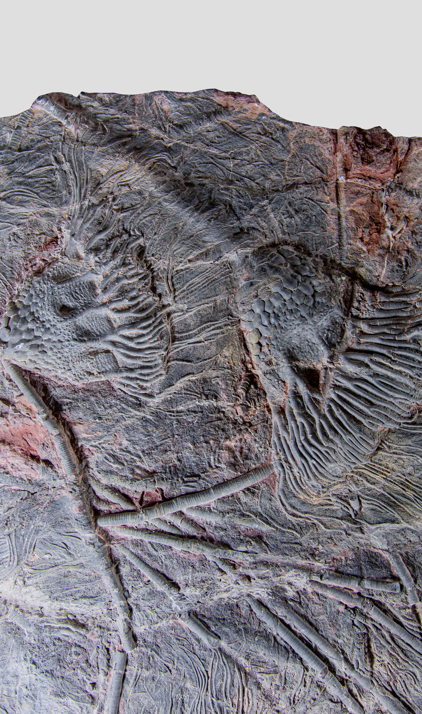 Fossil lily crinoid seabed plate measuring two meters tall plus