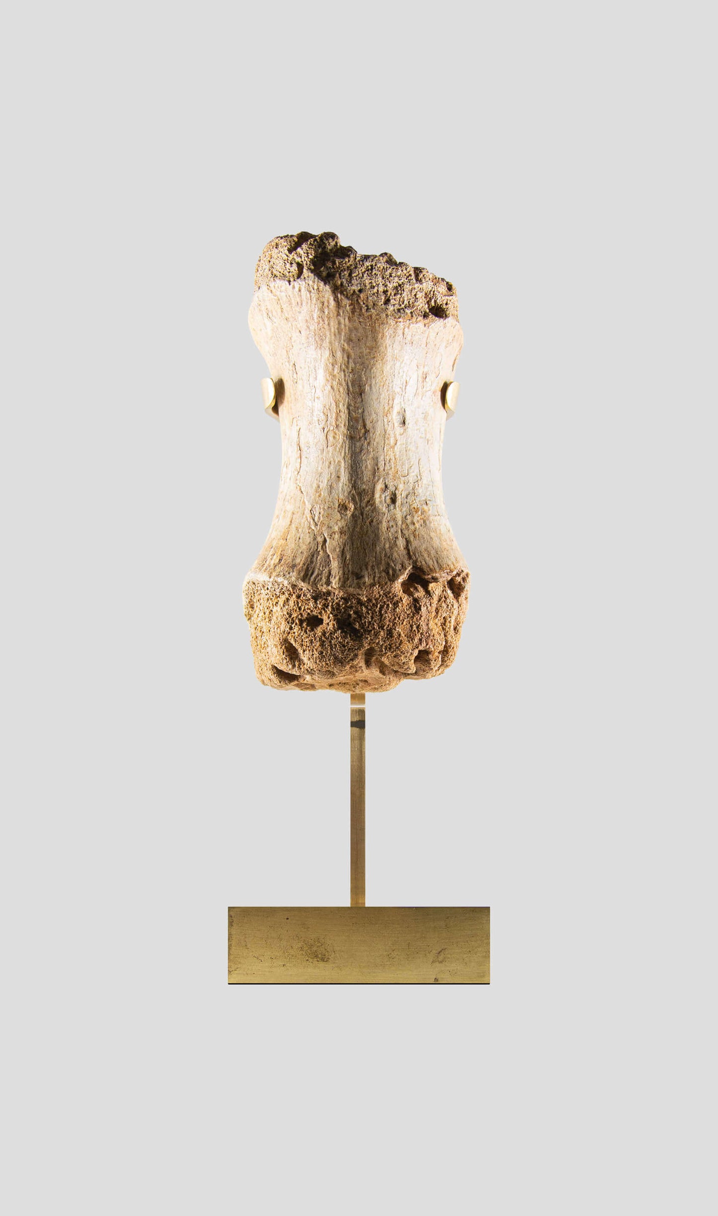 carcharodontosaurus vertebra on a beautiful custom brass stand for a wonderful display