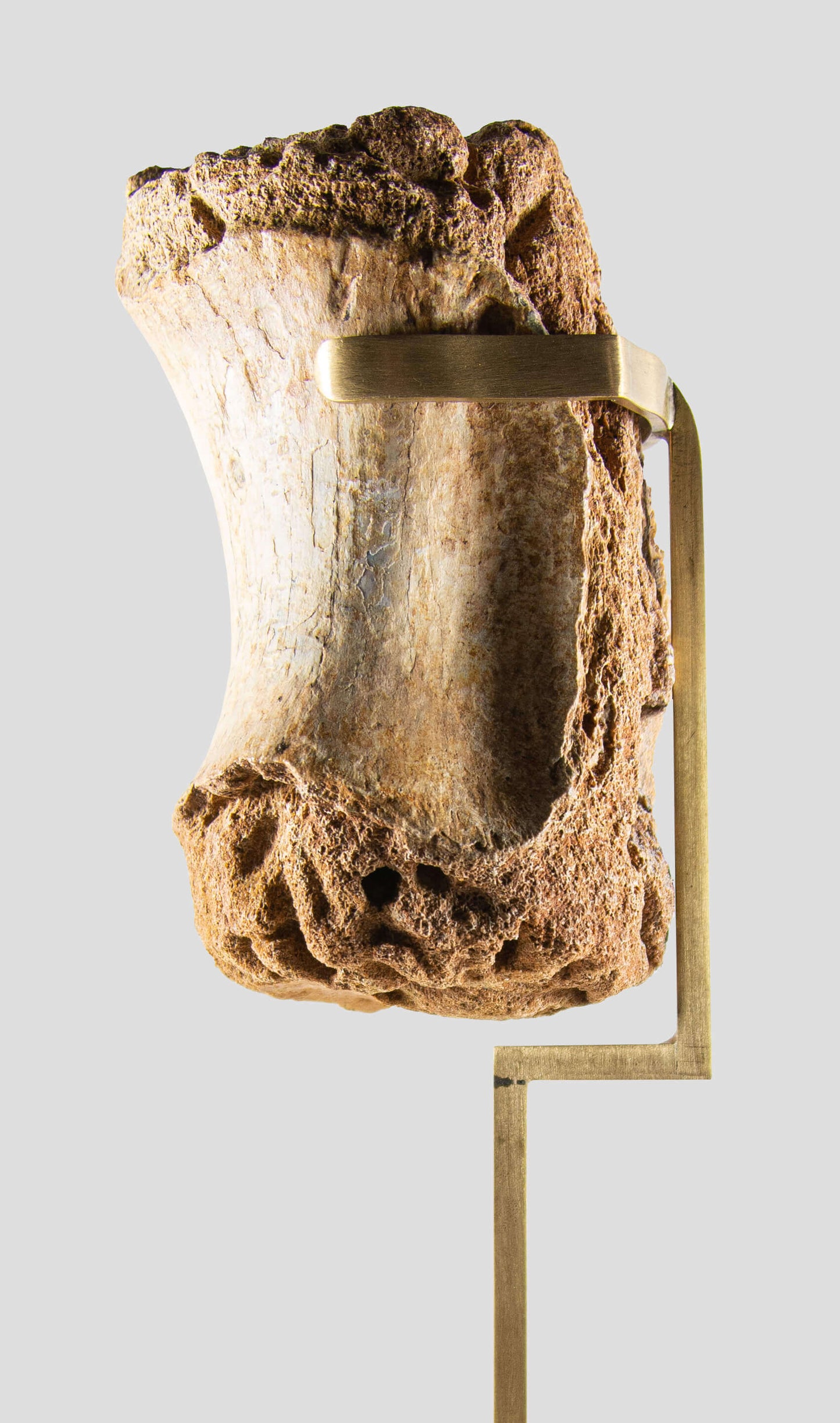 carcharodontosaurus vertebra on a beautiful custom brass stand for a wonderful display