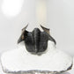 Winged Harpes Fossil Trilobite 41mm