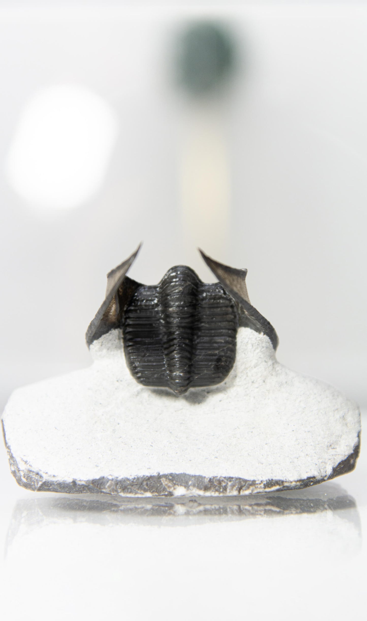 Winged Harpes Fossil Trilobite 41mm