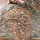 SOLD: Paradoxides Acadoparadoxides Trilobites 1.3M [RARE]